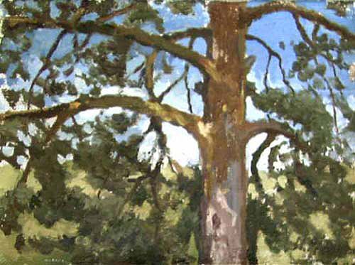 Pine by Igor Raevitch