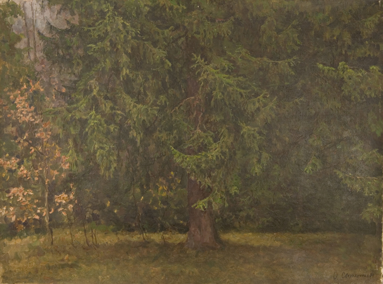 Fir Tree in the Forest by Olga, G. Svetlechnaya